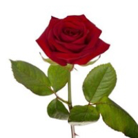 Agnes Margot Skarvøy